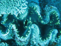   giant clam  